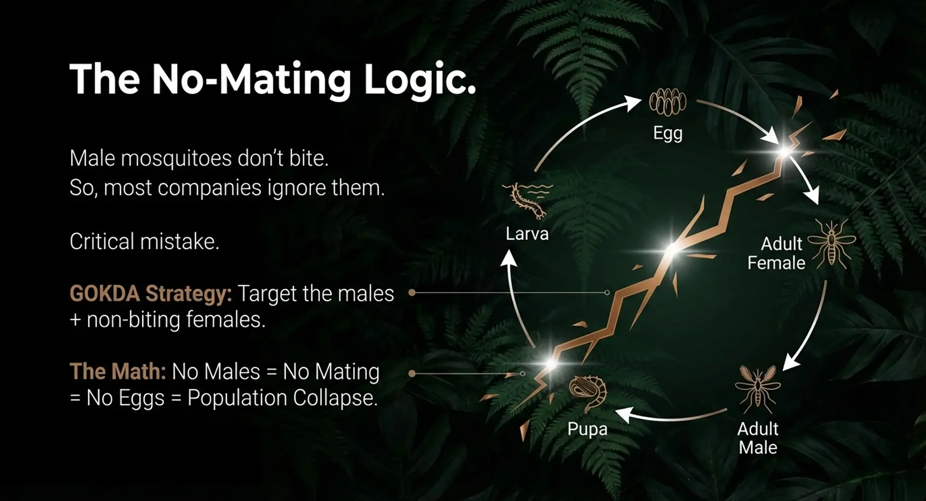 why killing male mosquito matters